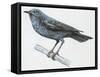 Zoology: Birds, Blue Rock-Thrush (Monticola Solitarius)-null-Framed Stretched Canvas