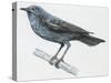 Zoology: Birds, Blue Rock-Thrush (Monticola Solitarius)-null-Stretched Canvas