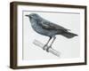 Zoology: Birds, Blue Rock-Thrush (Monticola Solitarius)-null-Framed Giclee Print