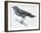 Zoology: Birds, Blue Rock-Thrush (Monticola Solitarius)-null-Framed Giclee Print