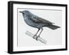 Zoology: Birds, Blue Rock-Thrush (Monticola Solitarius)-null-Framed Giclee Print