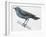 Zoology: Birds, Blue Rock-Thrush (Monticola Solitarius)-null-Framed Giclee Print