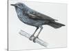 Zoology: Birds, Blue Rock-Thrush (Monticola Solitarius)-null-Stretched Canvas