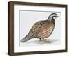 Zoology: Birds, Bobwhite Quail (Colinus Virginianus)-null-Framed Giclee Print