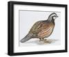 Zoology: Birds, Bobwhite Quail (Colinus Virginianus)-null-Framed Giclee Print