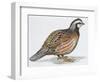 Zoology: Birds, Bobwhite Quail (Colinus Virginianus)-null-Framed Giclee Print