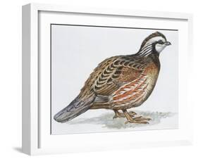 Zoology: Birds, Bobwhite Quail (Colinus Virginianus)-null-Framed Giclee Print