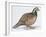 Zoology: Birds, Bobwhite Quail (Colinus Virginianus)-null-Framed Giclee Print