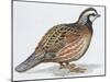 Zoology: Birds, Bobwhite Quail (Colinus Virginianus)-null-Mounted Giclee Print