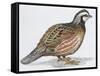 Zoology: Birds, Bobwhite Quail (Colinus Virginianus)-null-Framed Stretched Canvas