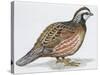 Zoology: Birds, Bobwhite Quail (Colinus Virginianus)-null-Stretched Canvas
