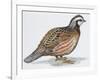 Zoology: Birds, Bobwhite Quail (Colinus Virginianus)-null-Framed Giclee Print