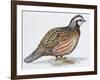 Zoology: Birds, Bobwhite Quail (Colinus Virginianus)-null-Framed Giclee Print