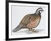 Zoology: Birds, Bobwhite Quail (Colinus Virginianus)-null-Framed Giclee Print