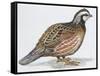 Zoology: Birds, Bobwhite Quail (Colinus Virginianus)-null-Framed Stretched Canvas