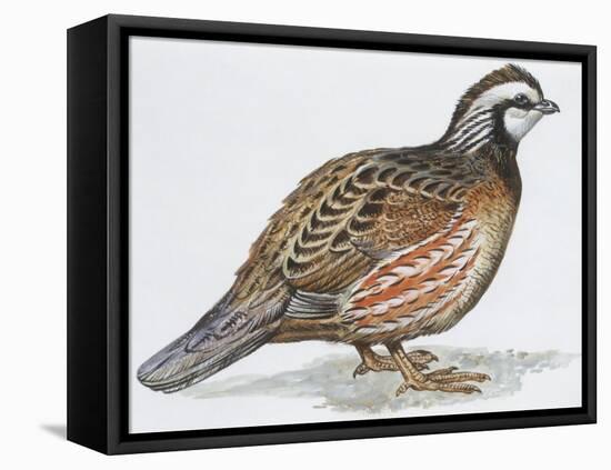 Zoology: Birds, Bobwhite Quail (Colinus Virginianus)-null-Framed Stretched Canvas