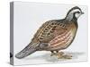 Zoology: Birds, Bobwhite Quail (Colinus Virginianus)-null-Stretched Canvas