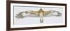 Zoology: Birds, Bonelli's Eagle (Hieraaetus Fasciatus)-null-Framed Giclee Print