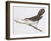 Zoology: Birds, Cetti's Warbler-null-Framed Giclee Print