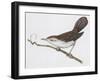 Zoology: Birds, Cetti's Warbler-null-Framed Giclee Print