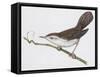 Zoology: Birds, Cetti's Warbler-null-Framed Stretched Canvas