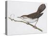 Zoology: Birds, Cetti's Warbler-null-Stretched Canvas