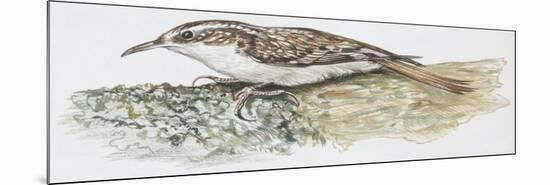 Zoology: Birds, Common Treecreeper, (Certhia Familiaris)-null-Mounted Giclee Print