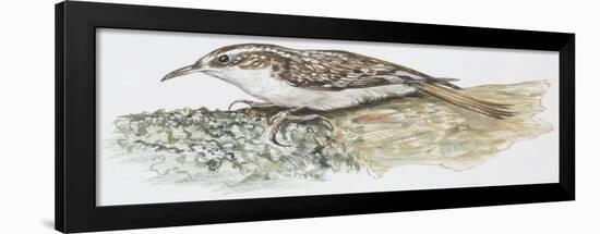 Zoology: Birds, Common Treecreeper, (Certhia Familiaris)-null-Framed Giclee Print