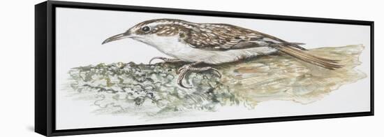 Zoology: Birds, Common Treecreeper, (Certhia Familiaris)-null-Framed Stretched Canvas