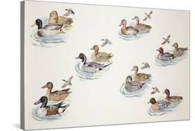 Zoology: Birds, Duck (Anatinae)-null-Stretched Canvas