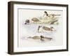 Zoology: Birds, Ducks Swimming-null-Framed Giclee Print