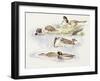 Zoology: Birds, Ducks Swimming-null-Framed Giclee Print