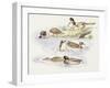 Zoology: Birds, Ducks Swimming-null-Framed Giclee Print