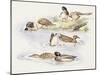 Zoology: Birds, Ducks Swimming-null-Mounted Giclee Print