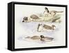 Zoology: Birds, Ducks Swimming-null-Framed Stretched Canvas