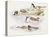 Zoology: Birds, Ducks Swimming-null-Stretched Canvas