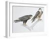 Zoology: Birds, Eleonora's Falcon (Falco Eleonorae)-null-Framed Giclee Print