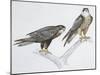 Zoology: Birds, Eleonora's Falcon (Falco Eleonorae)-null-Mounted Giclee Print