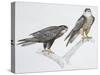 Zoology: Birds, Eleonora's Falcon (Falco Eleonorae)-null-Stretched Canvas