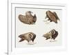 Zoology: Birds, Eurasian Black Vulture (Aegypius Monachus)-null-Framed Giclee Print