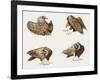 Zoology: Birds, Eurasian Black Vulture (Aegypius Monachus)-null-Framed Giclee Print