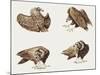 Zoology: Birds, Eurasian Black Vulture (Aegypius Monachus)-null-Mounted Giclee Print