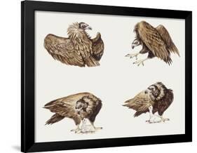 Zoology: Birds, Eurasian Black Vulture (Aegypius Monachus)-null-Framed Giclee Print