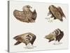 Zoology: Birds, Eurasian Black Vulture (Aegypius Monachus)-null-Stretched Canvas