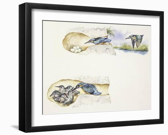 Zoology: Birds, European Kingfisher (Alcedo Atthis)-null-Framed Giclee Print