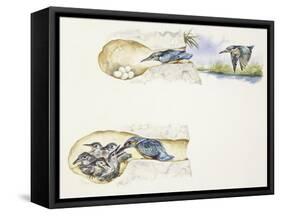 Zoology: Birds, European Kingfisher (Alcedo Atthis)-null-Framed Stretched Canvas