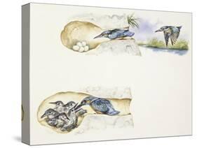 Zoology: Birds, European Kingfisher (Alcedo Atthis)-null-Stretched Canvas