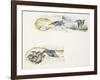 Zoology: Birds, European Kingfisher (Alcedo Atthis)-null-Framed Giclee Print