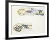 Zoology: Birds, European Kingfisher (Alcedo Atthis)-null-Framed Giclee Print