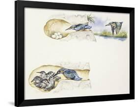 Zoology: Birds, European Kingfisher (Alcedo Atthis)-null-Framed Giclee Print